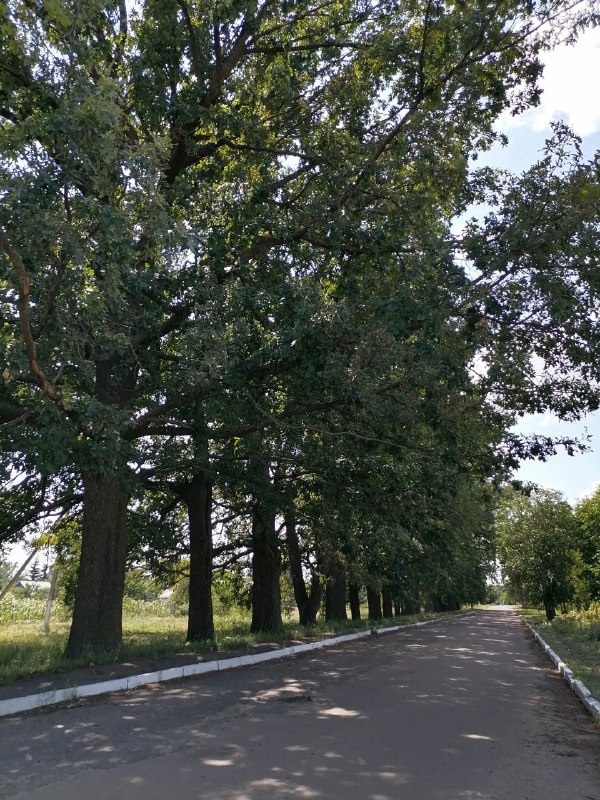 Максимівські дуби, насаджені за часів Аполлона Кривошеїна. 