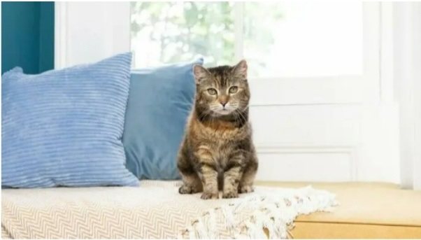 https://www.purina.ua/articles/cats/health/symptoms/unusual-cat-illnesses