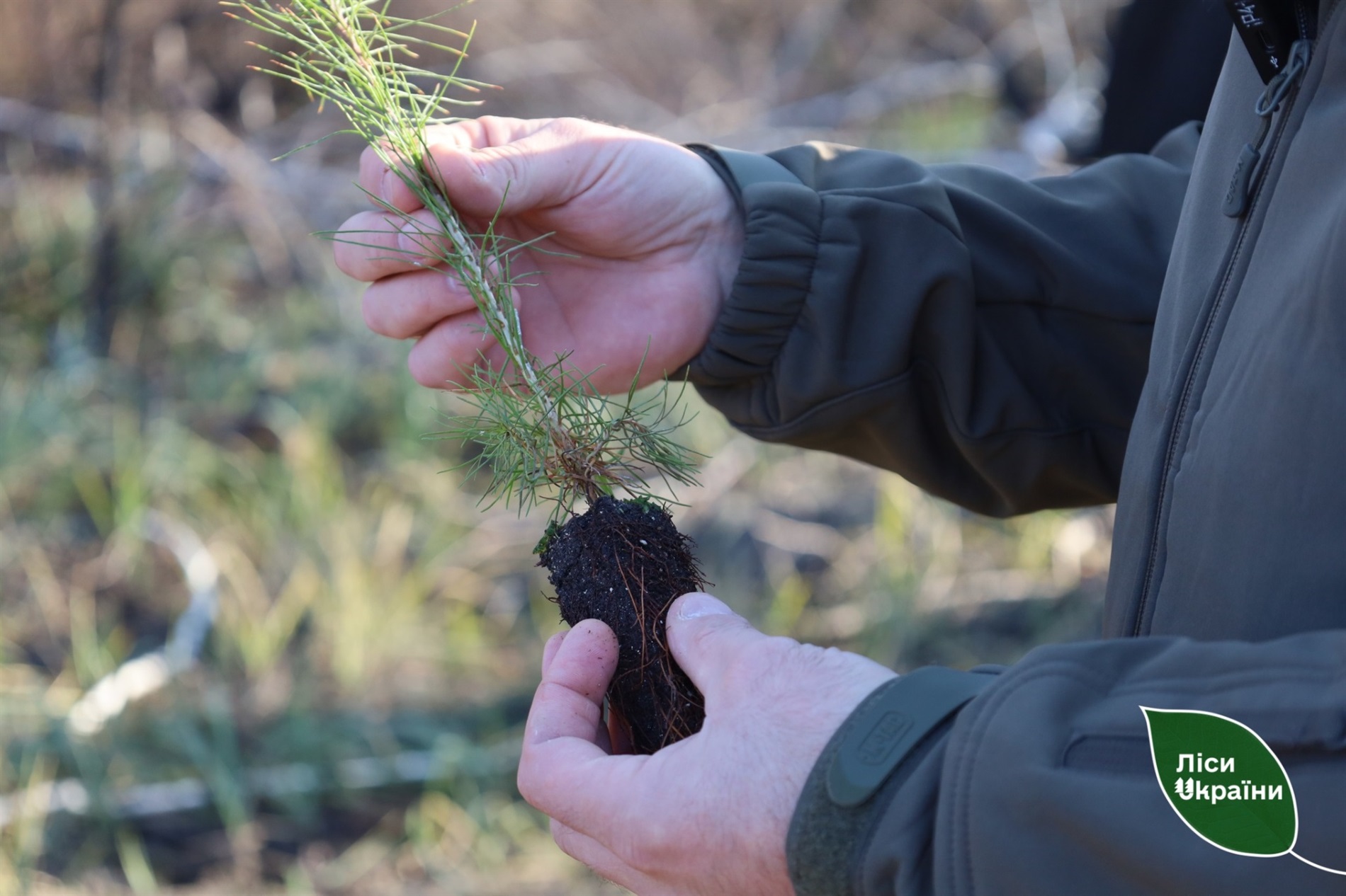 На Полтавщині відновлюють ліси після пожеж: висаджено понад 137 гектарів
