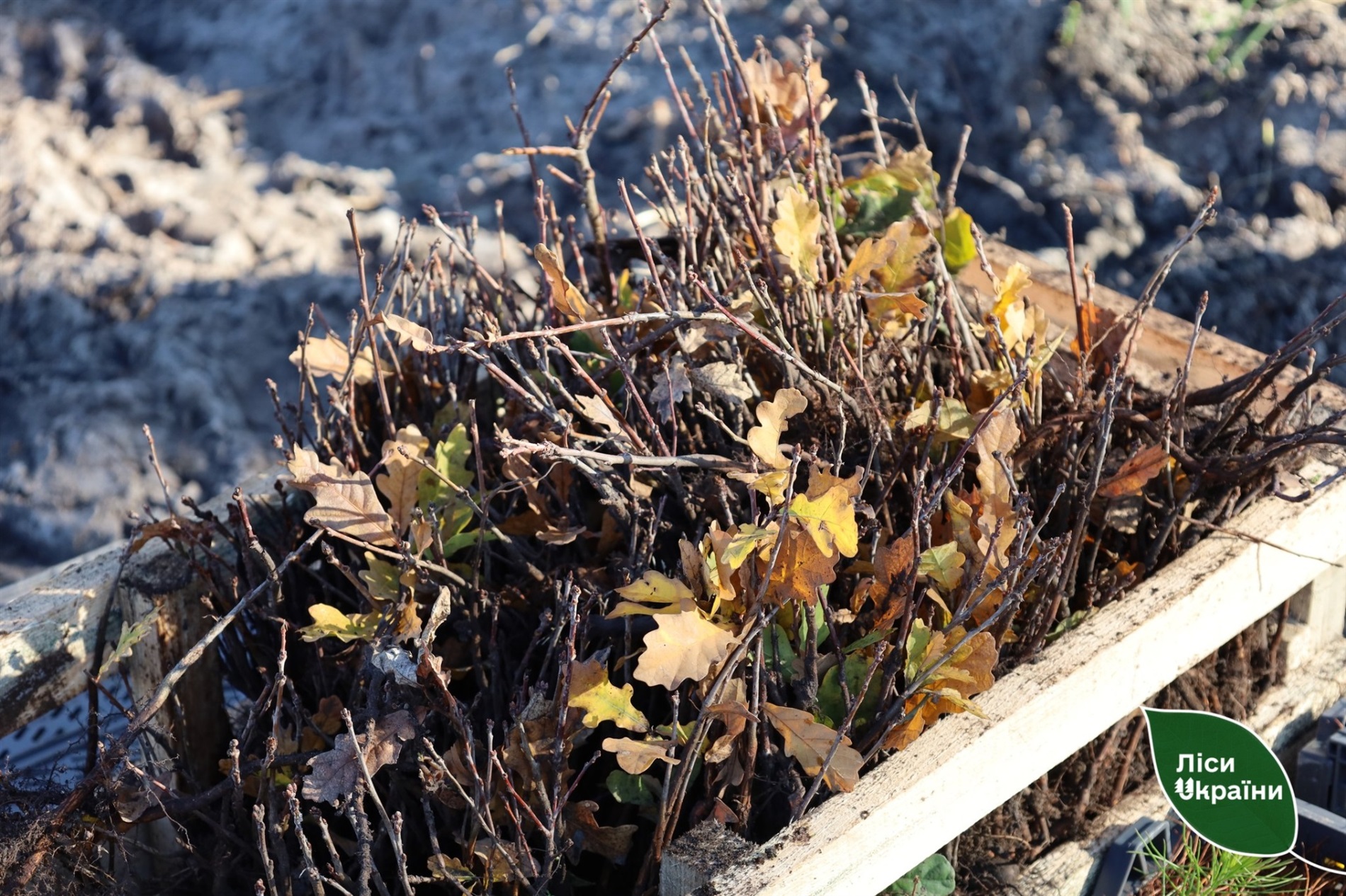 На Полтавщині відновлюють ліси після пожеж: висаджено понад 137 гектарів