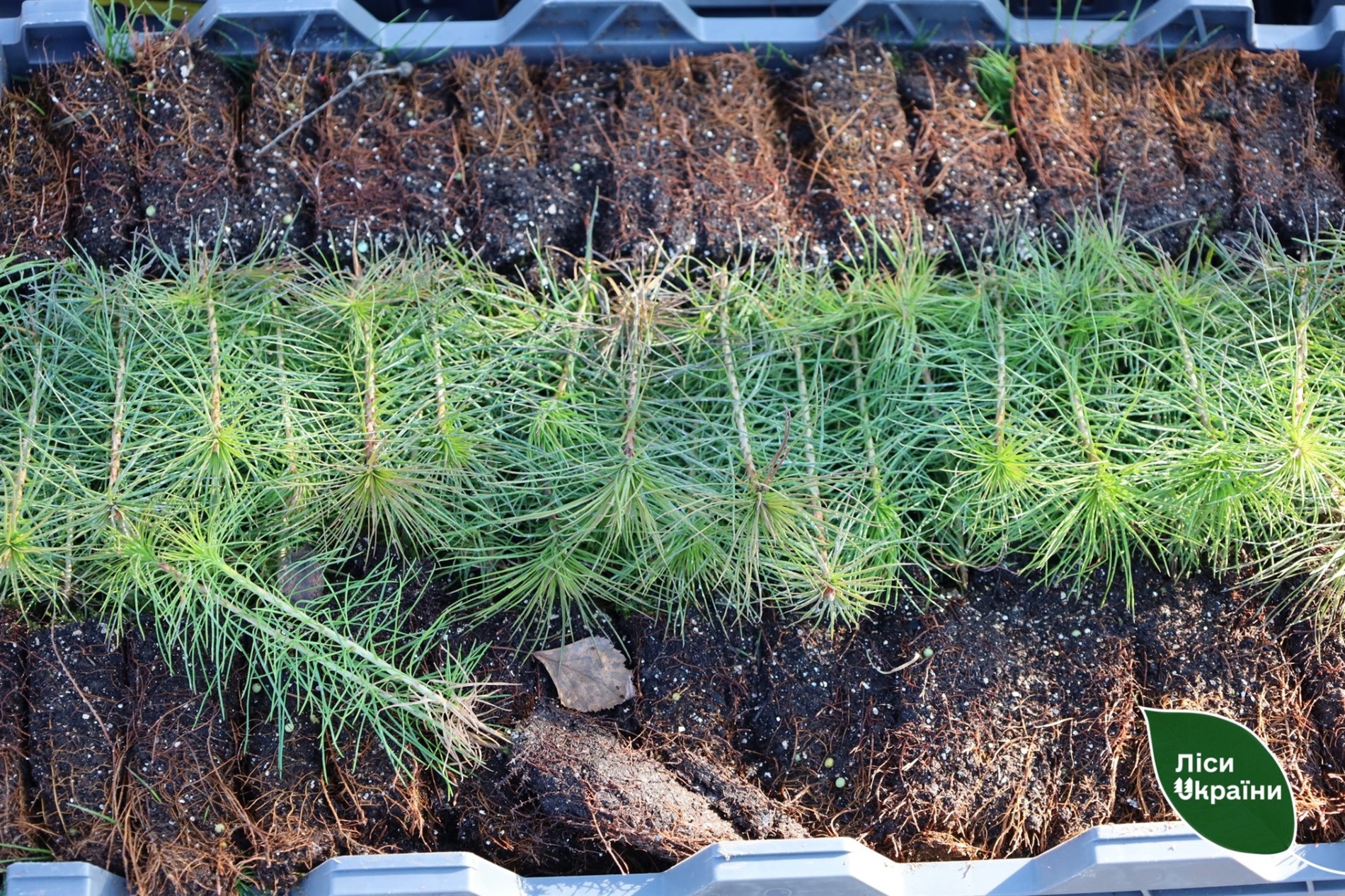 На Полтавщині відновлюють ліси після пожеж: висаджено понад 137 гектарів