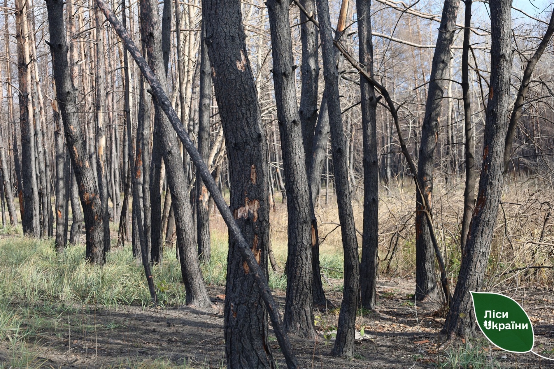 На Полтавщині відновлюють ліси після пожеж: висаджено понад 137 гектарів
