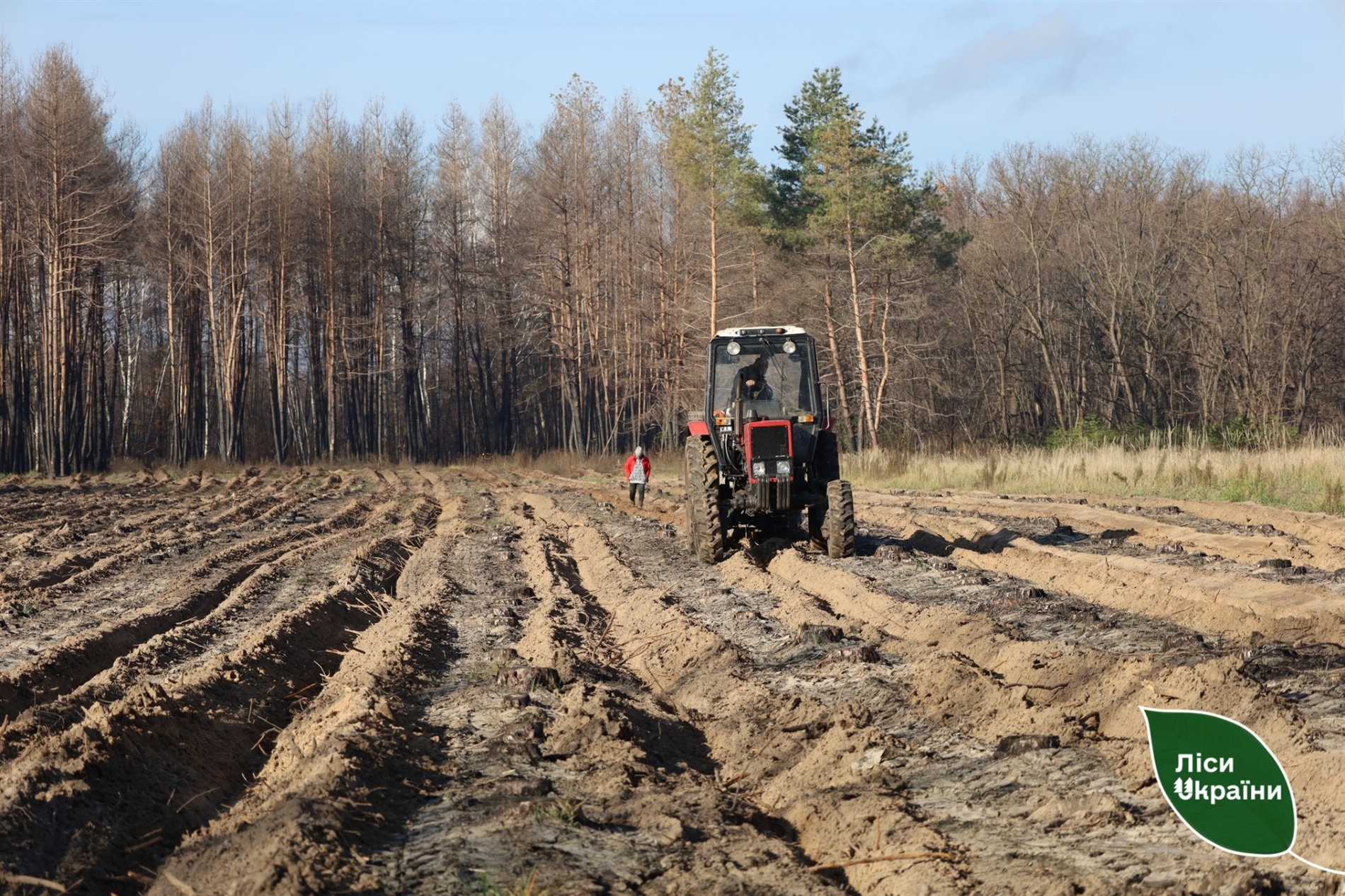На Полтавщині відновлюють ліси після пожеж: висаджено понад 137 гектарів