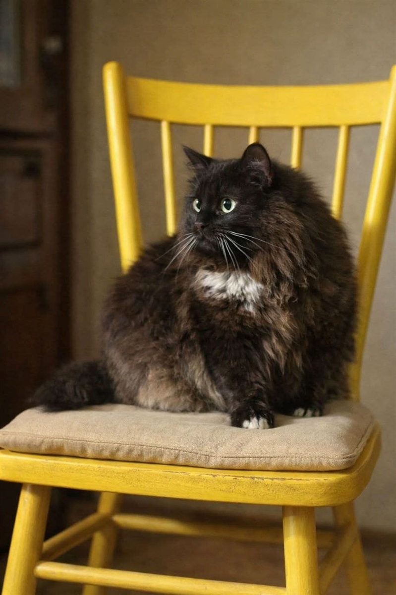 Прилаштування безпритульних тварин у Гадячі: хто зараз шукає дім