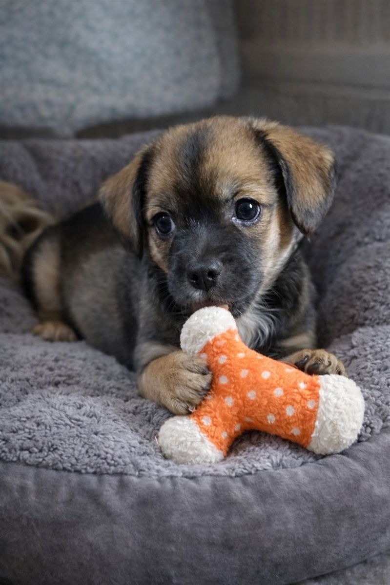 Прилаштування безпритульних тварин у Гадячі: хто зараз шукає дім