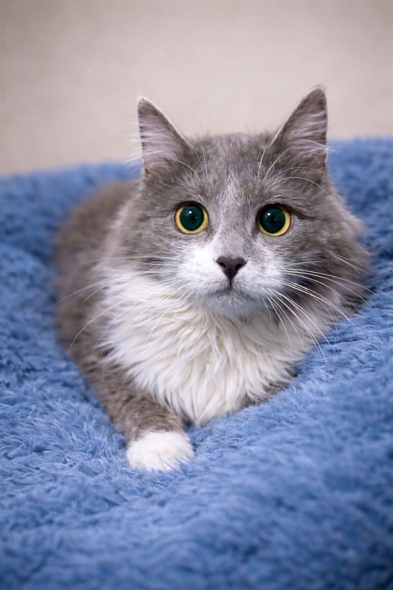 Прилаштування безпритульних тварин у Гадячі: хто зараз шукає дім