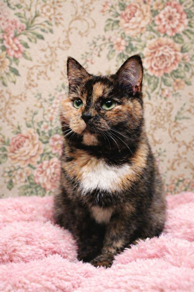 Прилаштування безпритульних тварин у Гадячі: хто зараз шукає дім