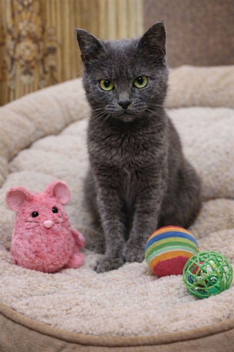 Прилаштування безпритульних тварин у Гадячі: хто зараз шукає дім