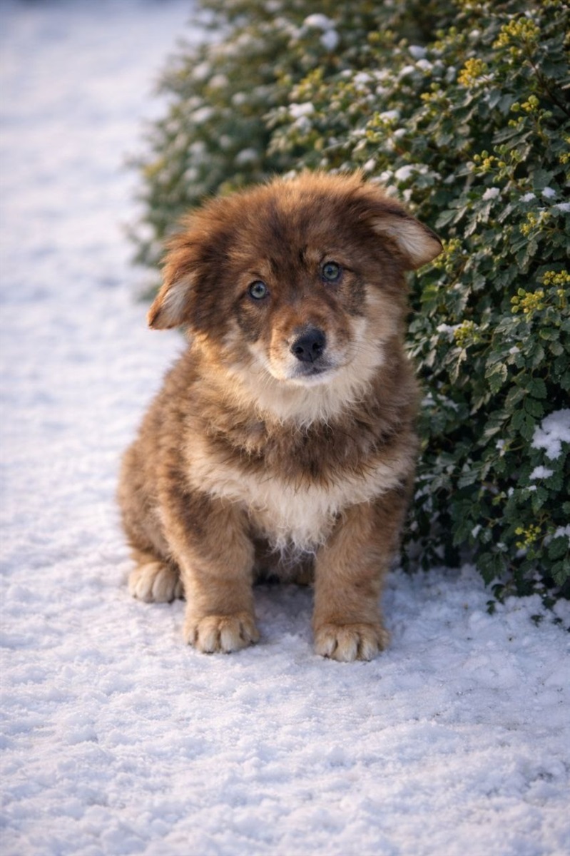 Прилаштування безпритульних тварин у Гадячі: хто зараз шукає дім